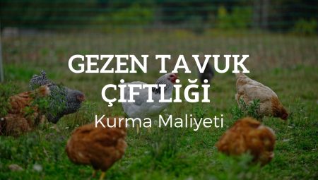 Gezen Tavuk Çiftliği Kurma Maliyeti 2025